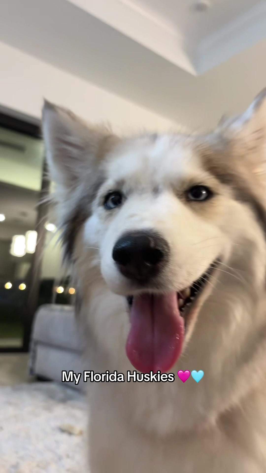 @lifewith2huskies