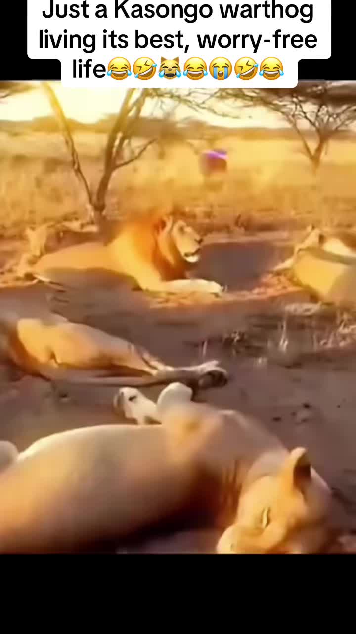 @Roi De la Jungle