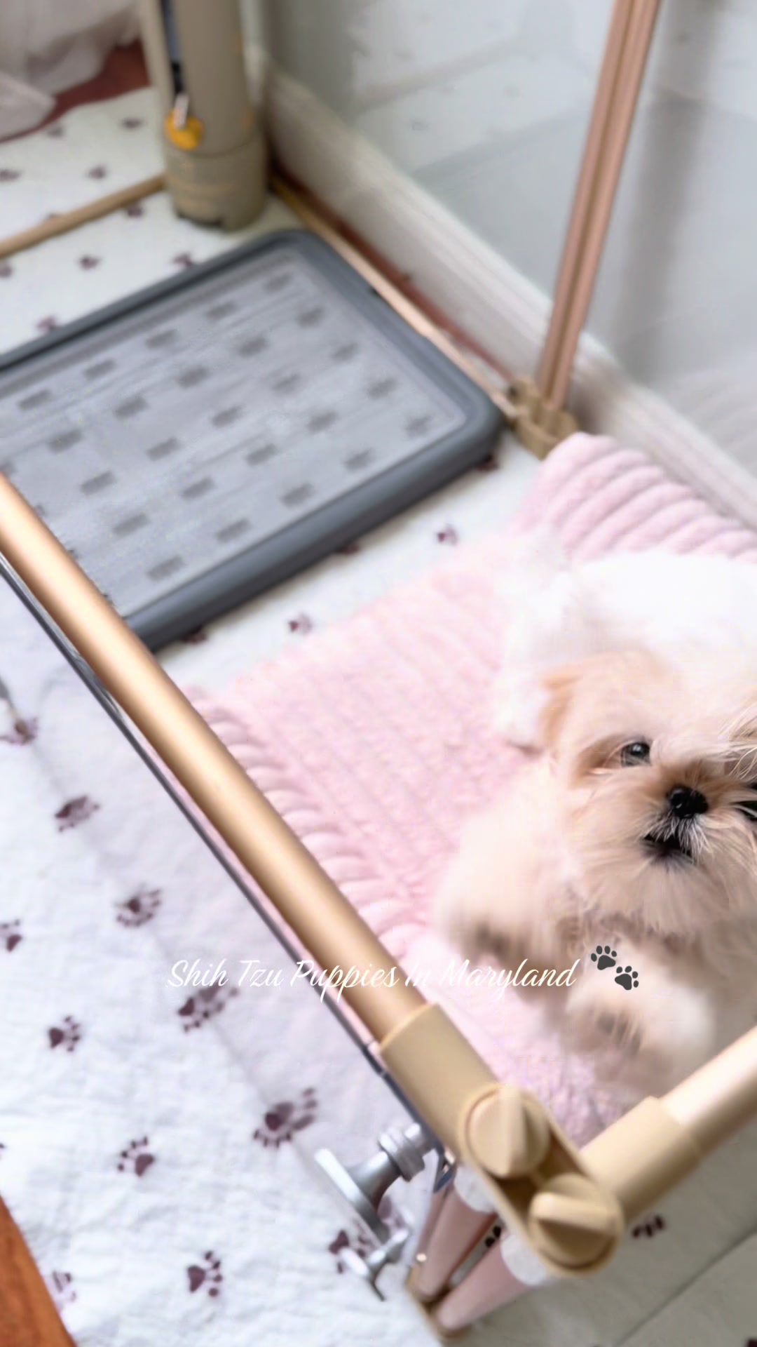 @Shih Tzu Puppies in Maryland