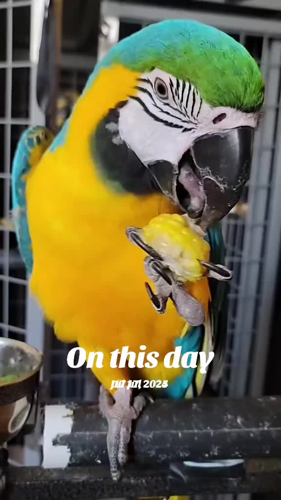 @🕴🏻Heisenbird🐦
