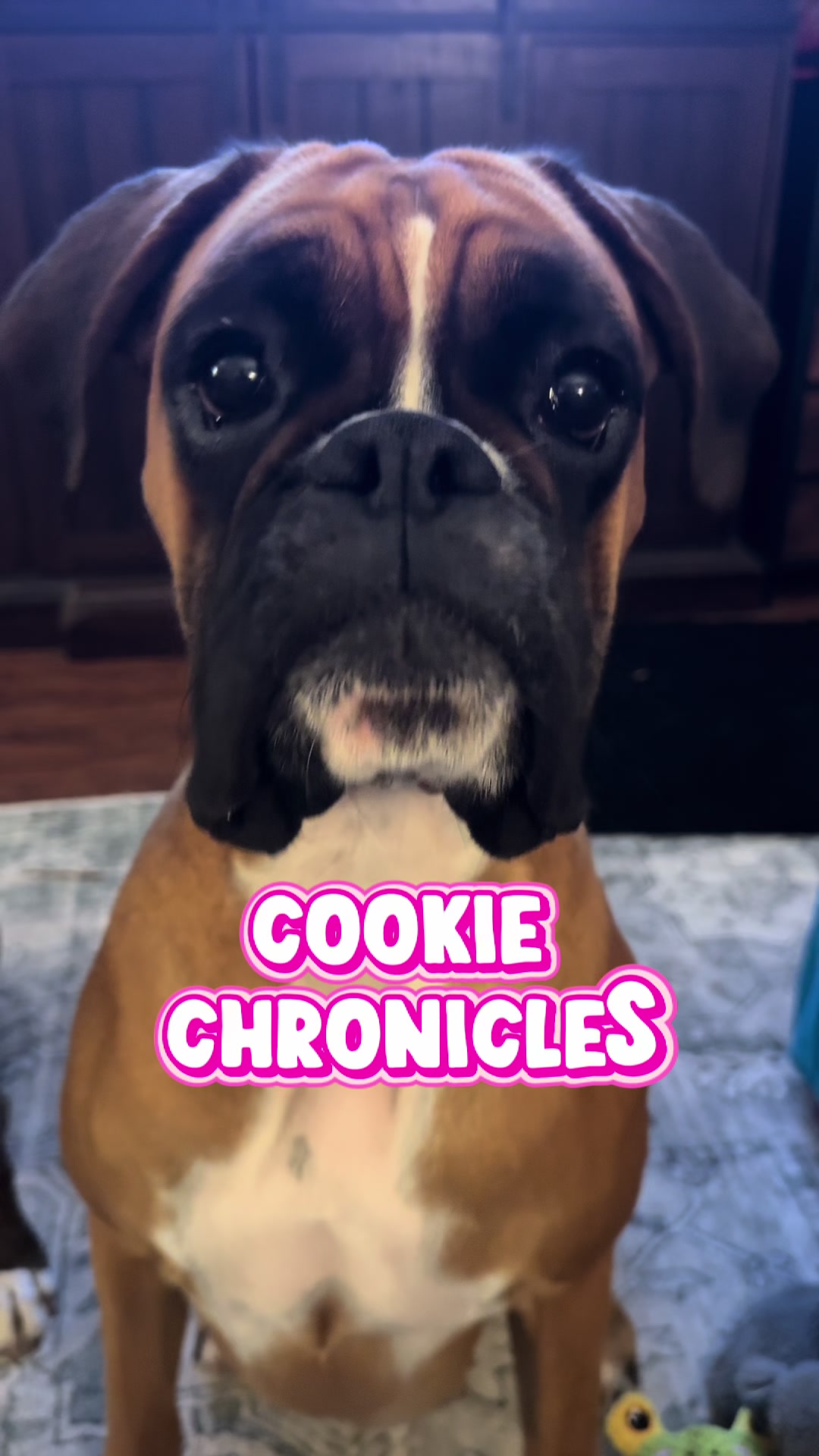 @boxermadness