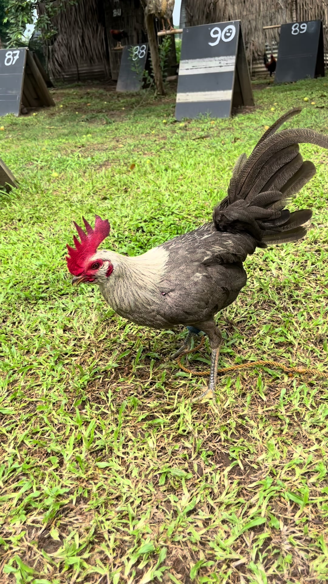 @LA GAME FARM