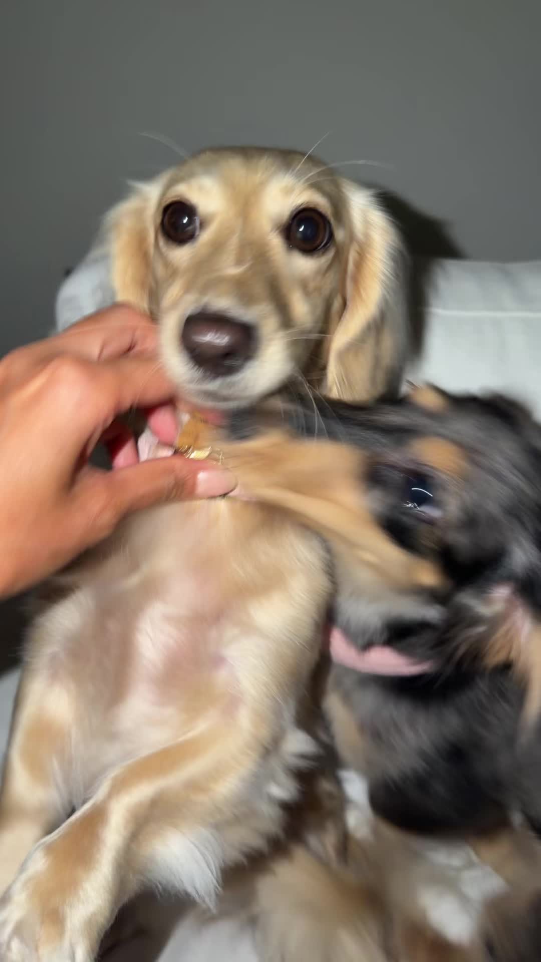 @Lila & Lily The Doxxies