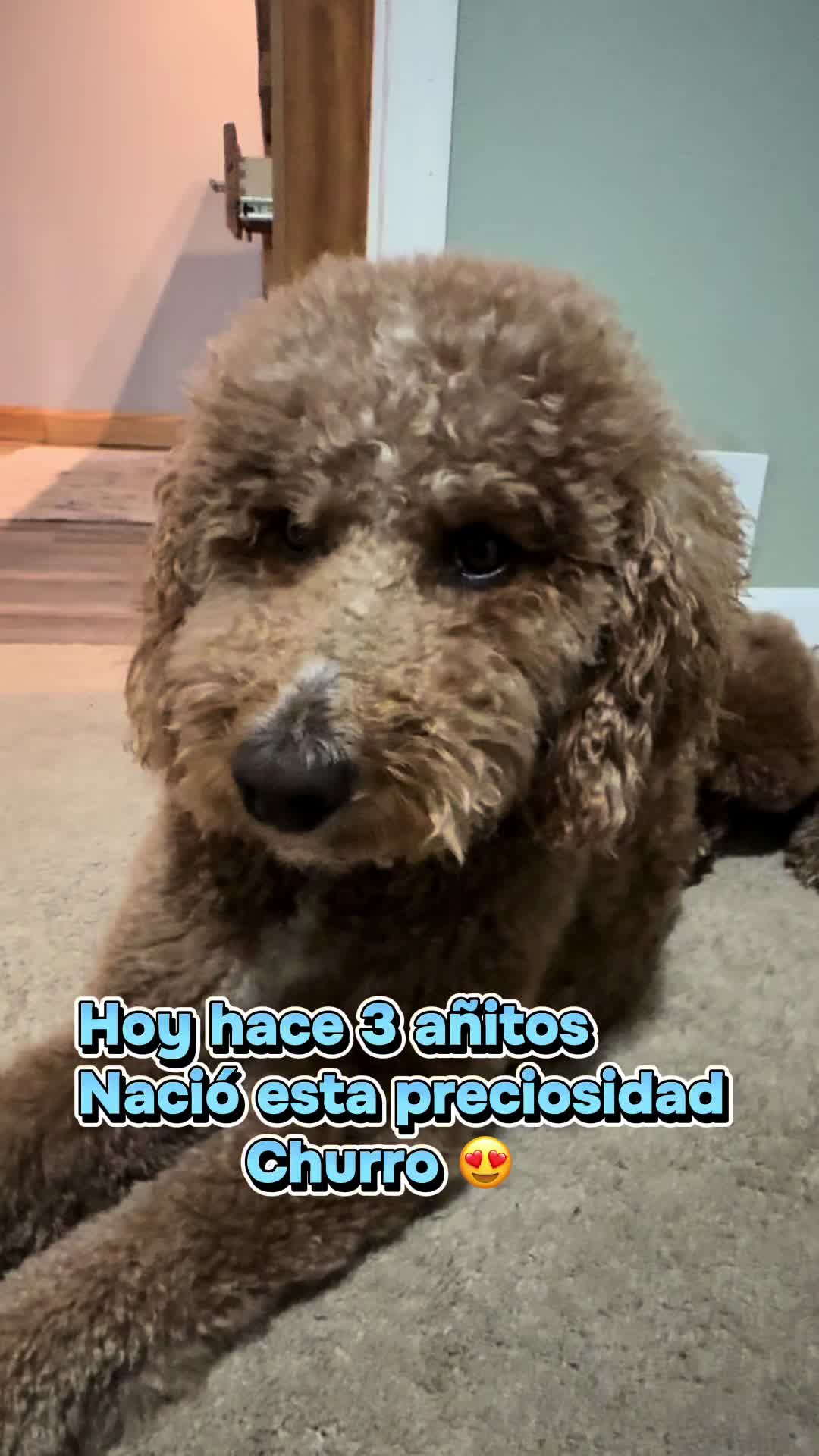 @Reyna y Churro 🐶😍
