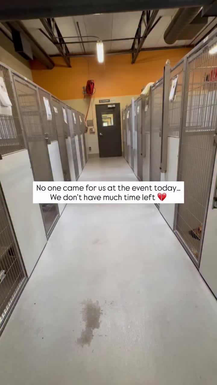 @Cane Corsos