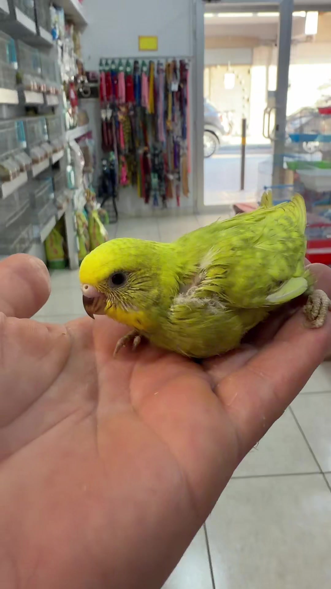 @Baby’s Bird