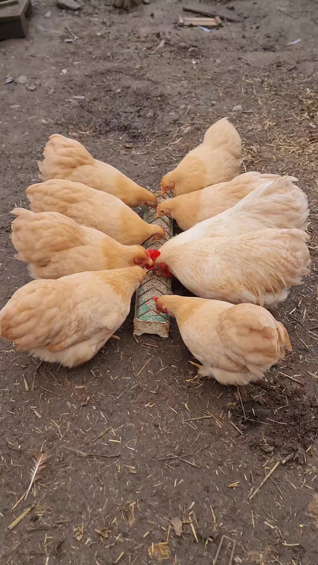@Little Laying Chickens Shop