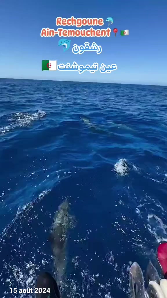 @Dassa.Mustapha🦍🇩🇿