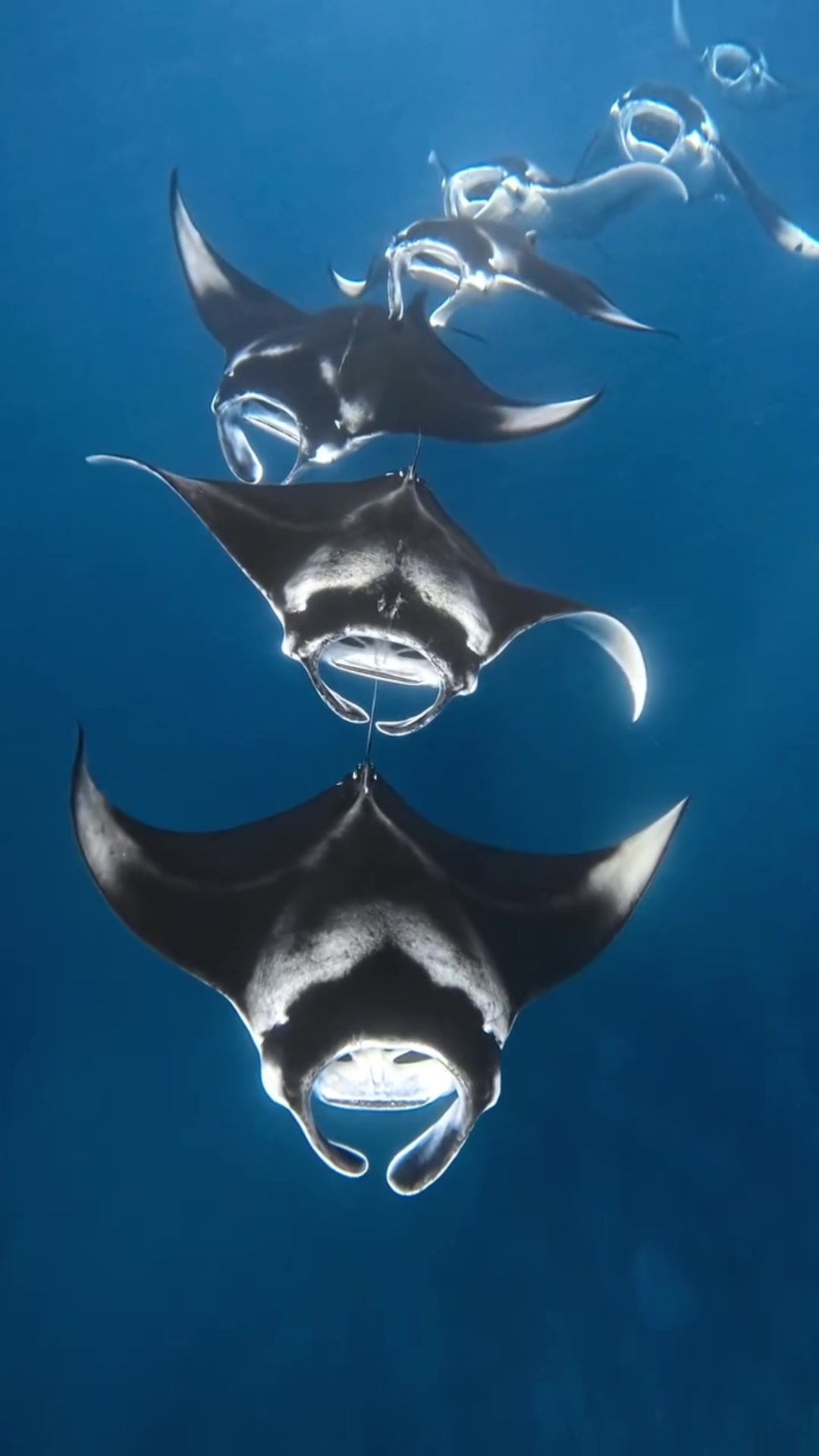 @FishTokDaily