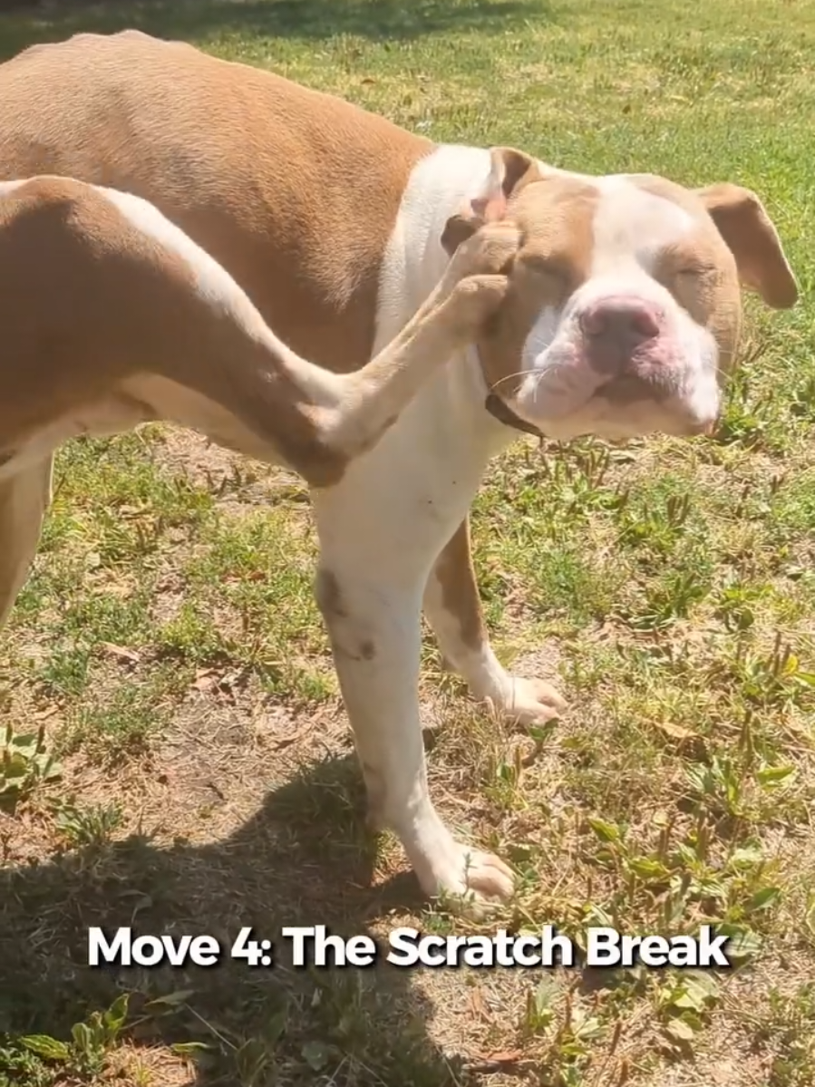 @Oakland Animal Services
