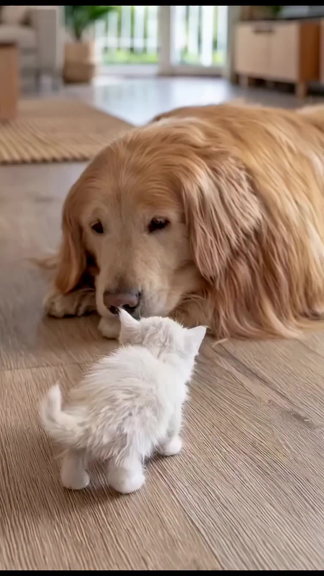 @middlepets