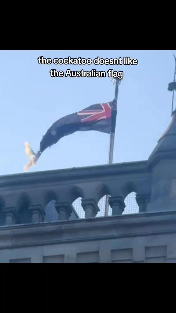 @based Australians