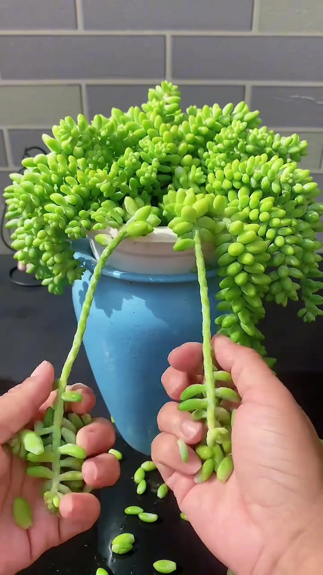 @Succulent Garden