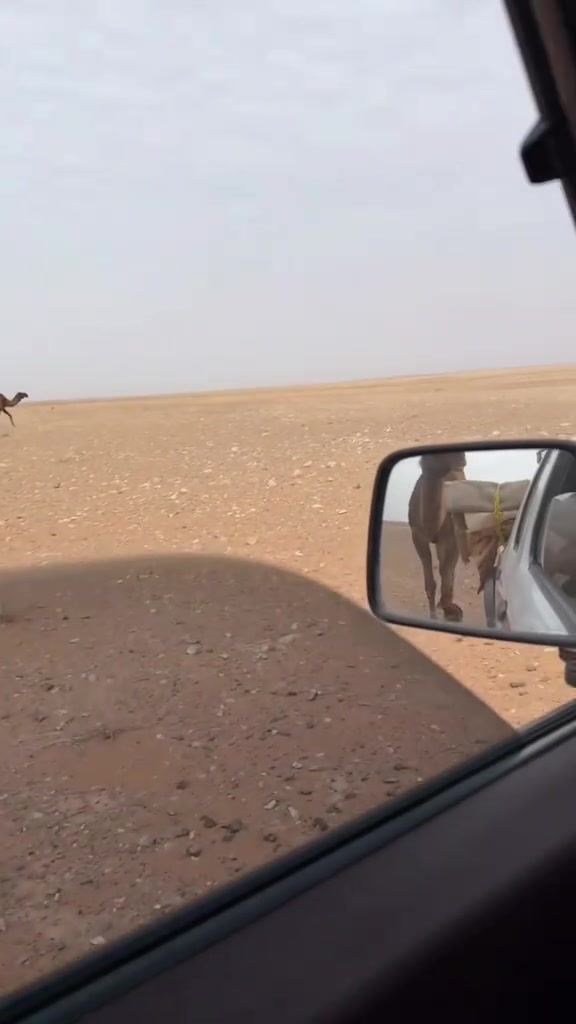 @جميل الرويلي
