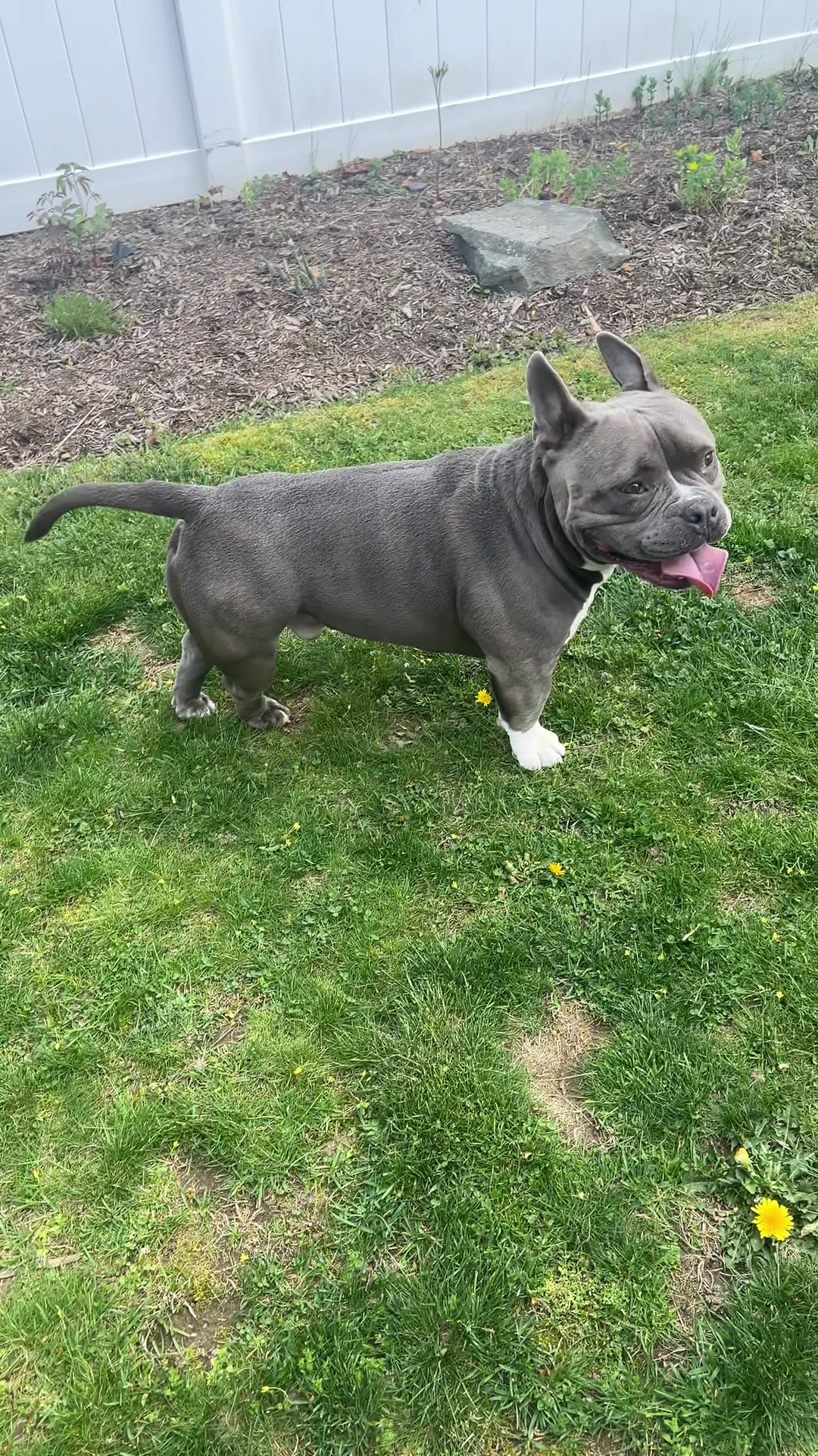 @Gunner | Pocket Bully