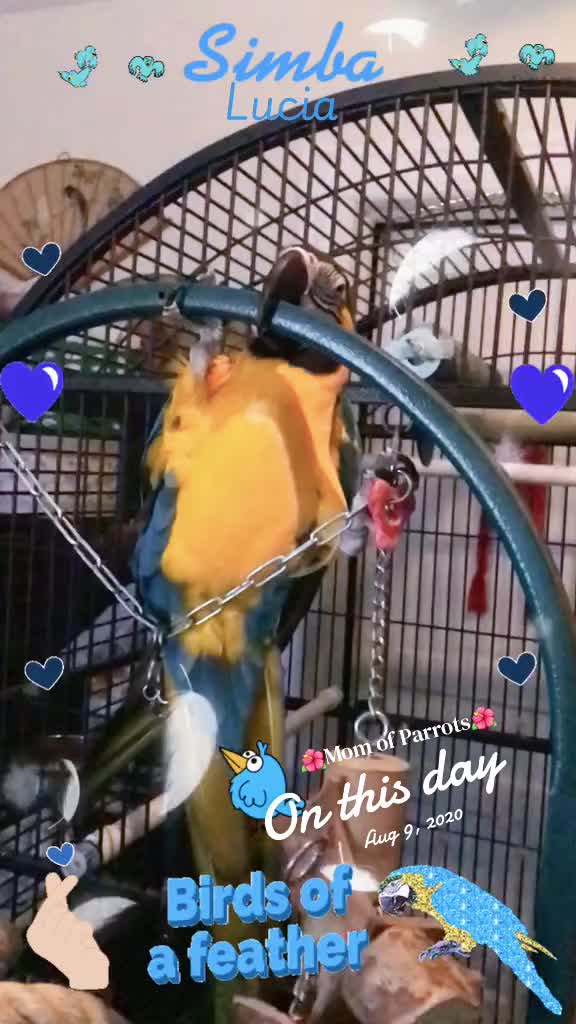 @🦋🇵🇷Mom of Parrots🇵🇷🦋