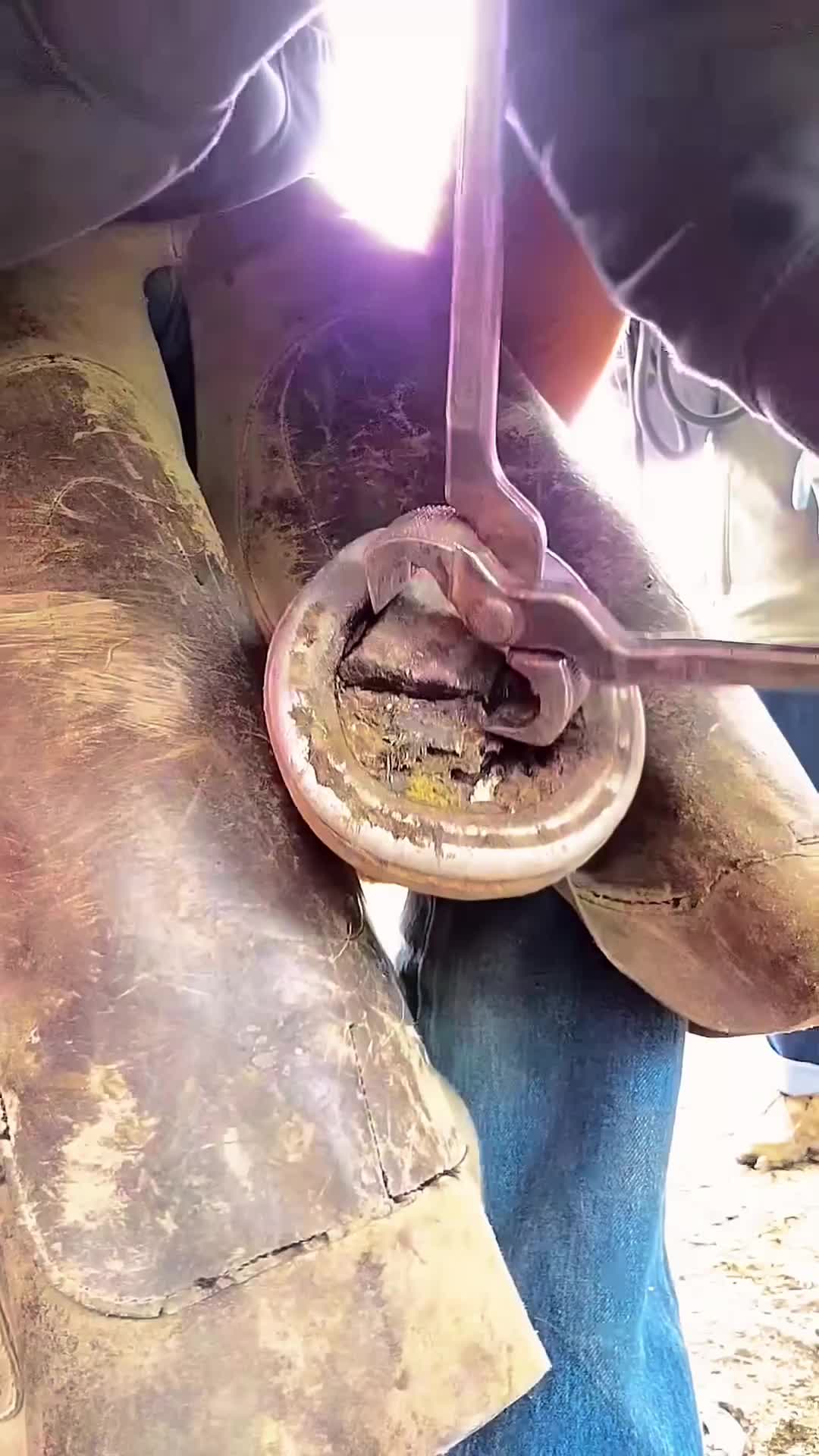 @cowhoof3