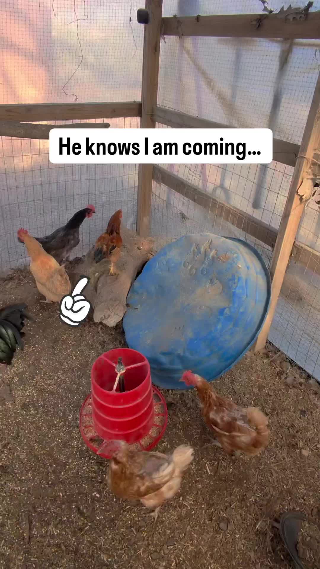 @directornoodles