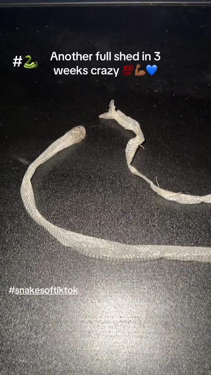 @DizzyAllFinz