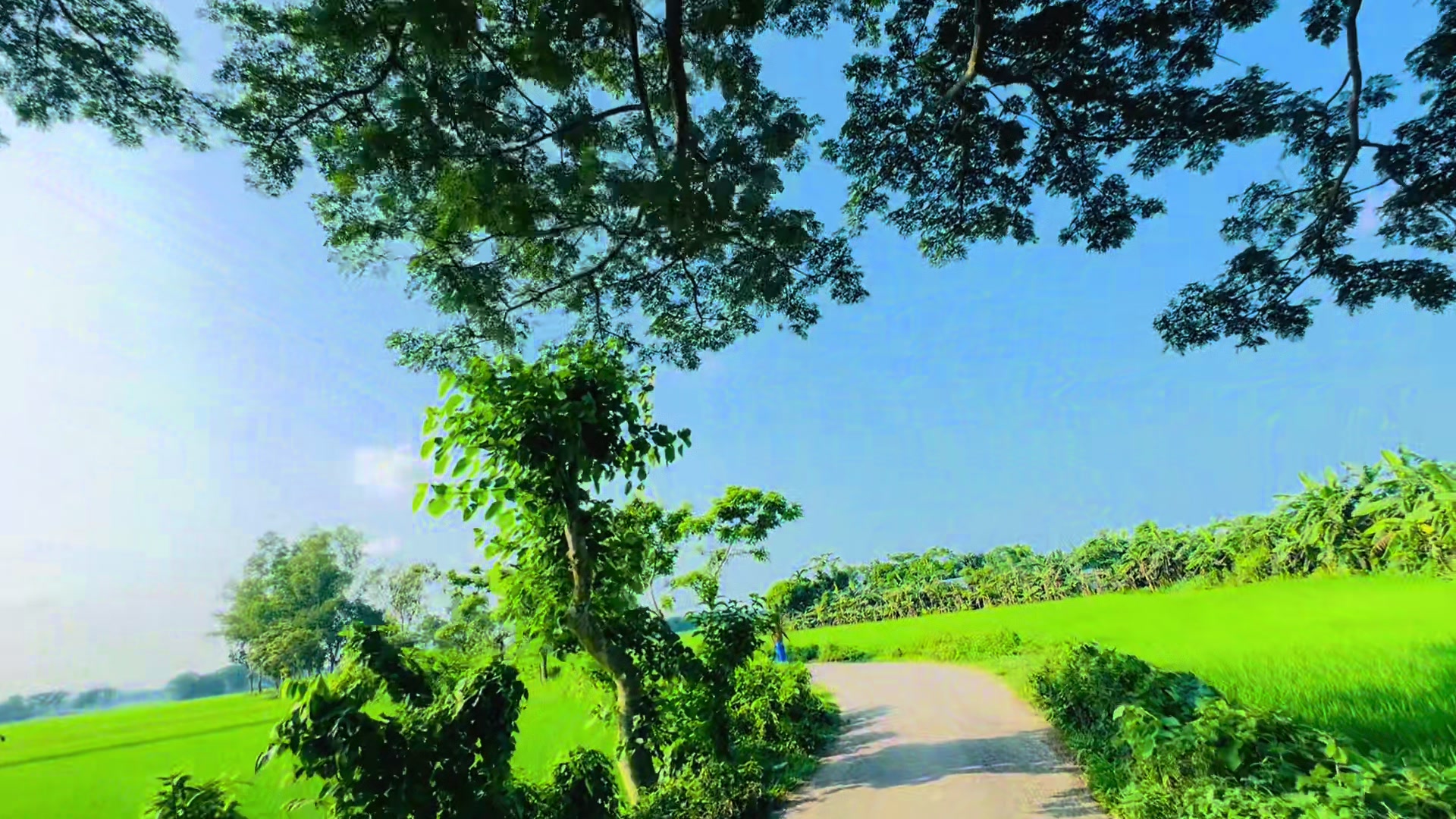 @🌼[ " CaFe শীতল হাওয়া " ]🌼