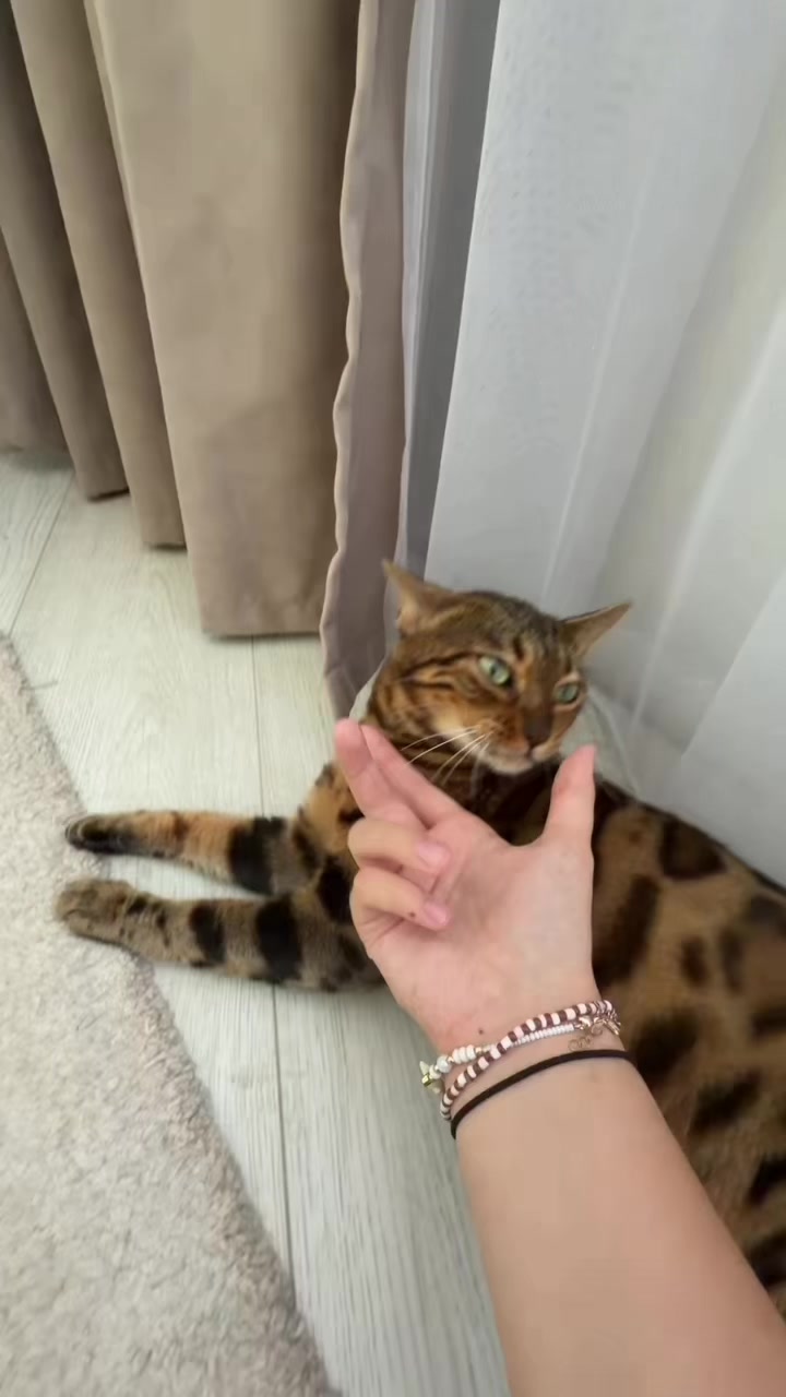 @тгк:Hahaface