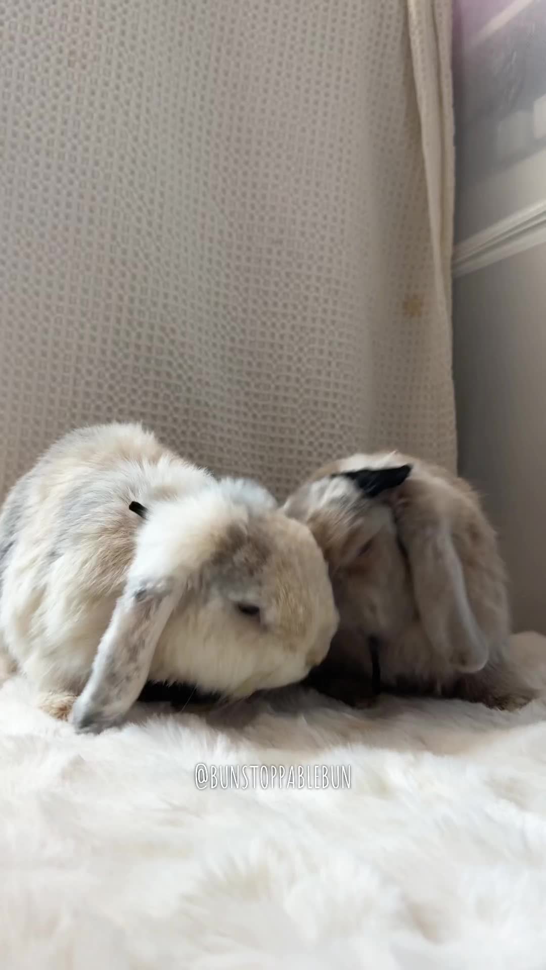 @BunBun, Mochi🌈, Chewy
