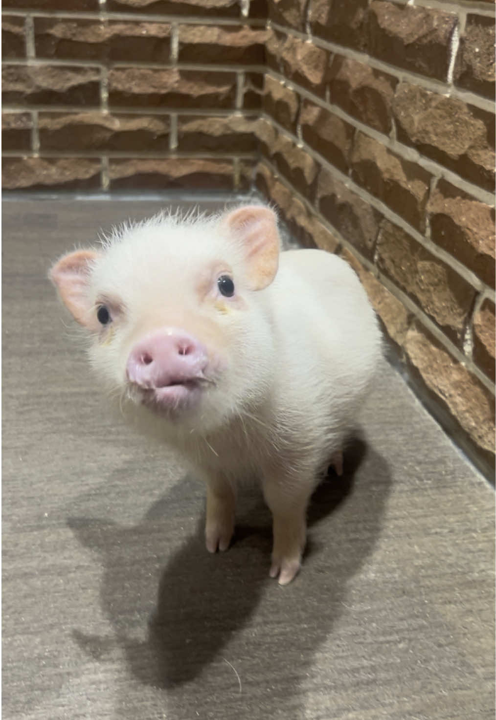@pignic