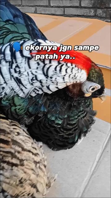 @mediykfarm