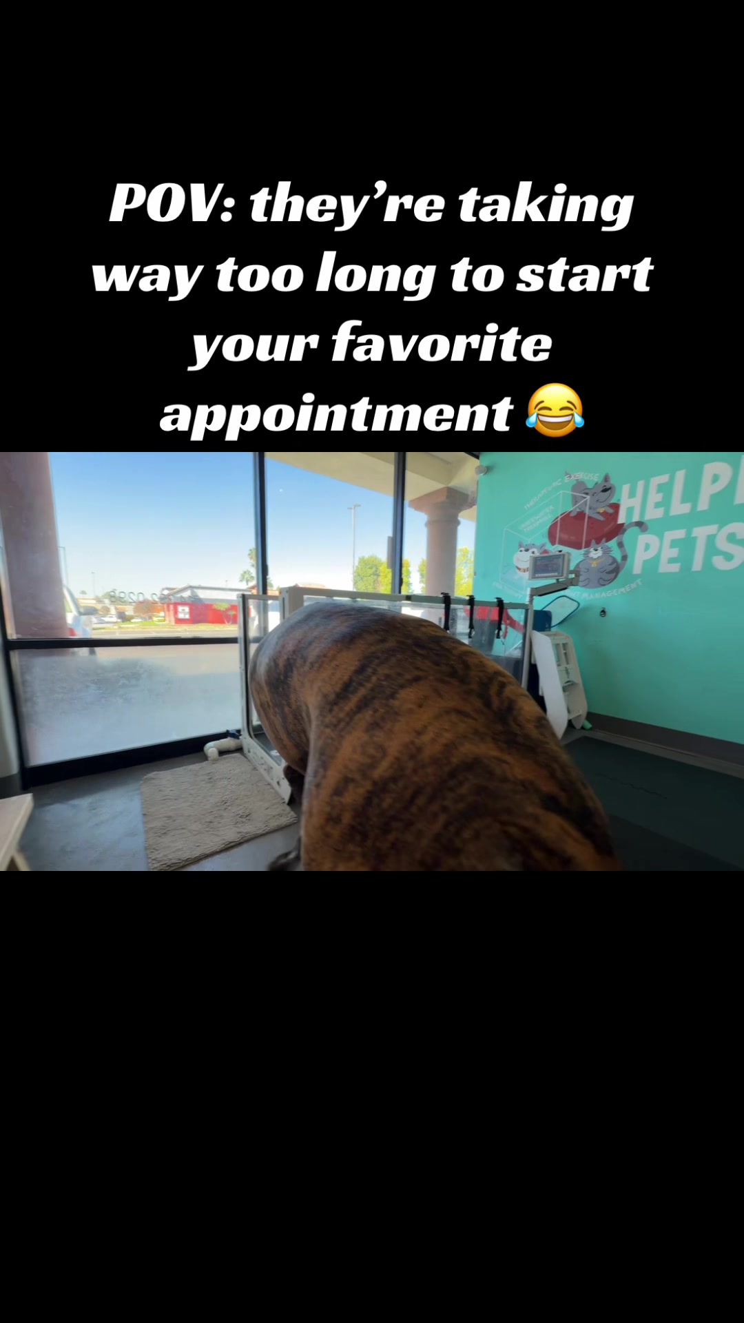 @Anders Bees Knees Great Dane