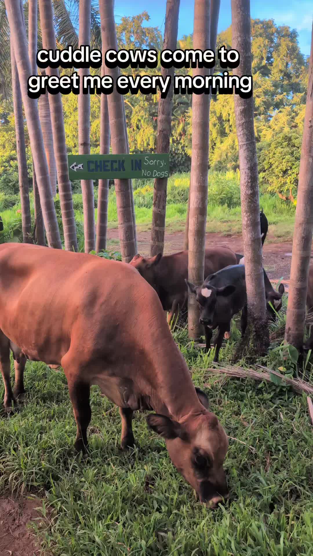 @Krishna Cow Sanctuary
