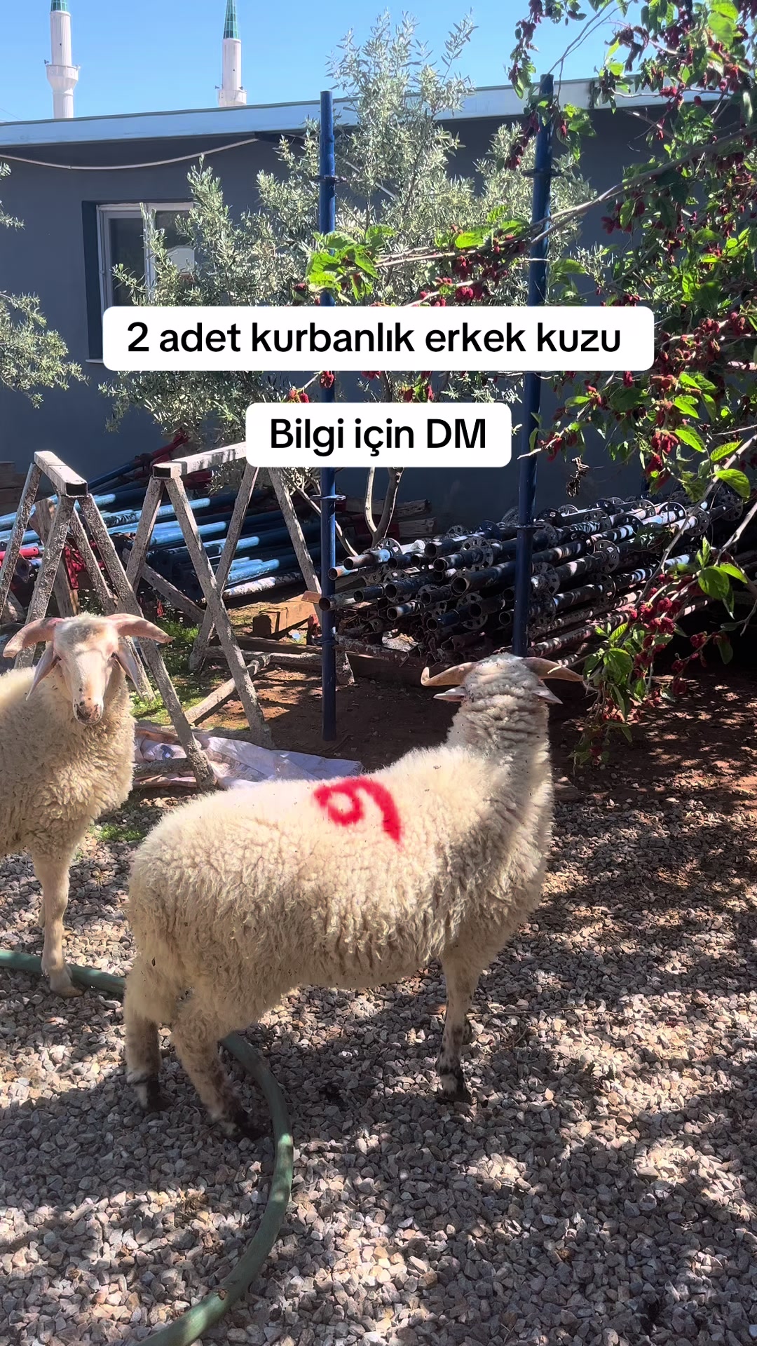 @Ferdi demir