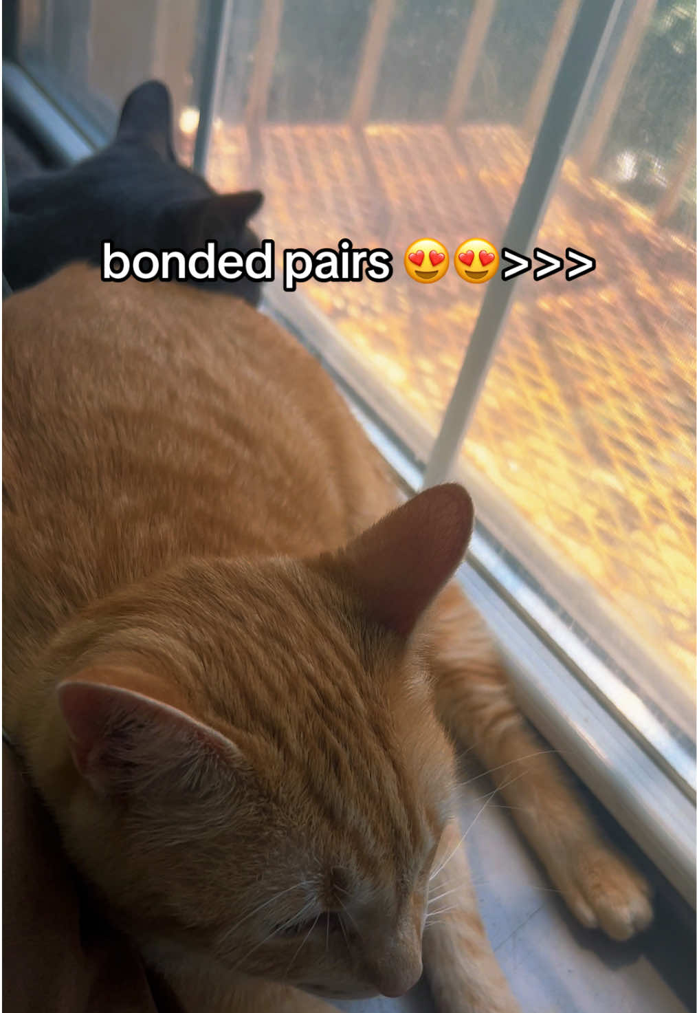 @Sunny☀️ @VeganSunny on YouTube