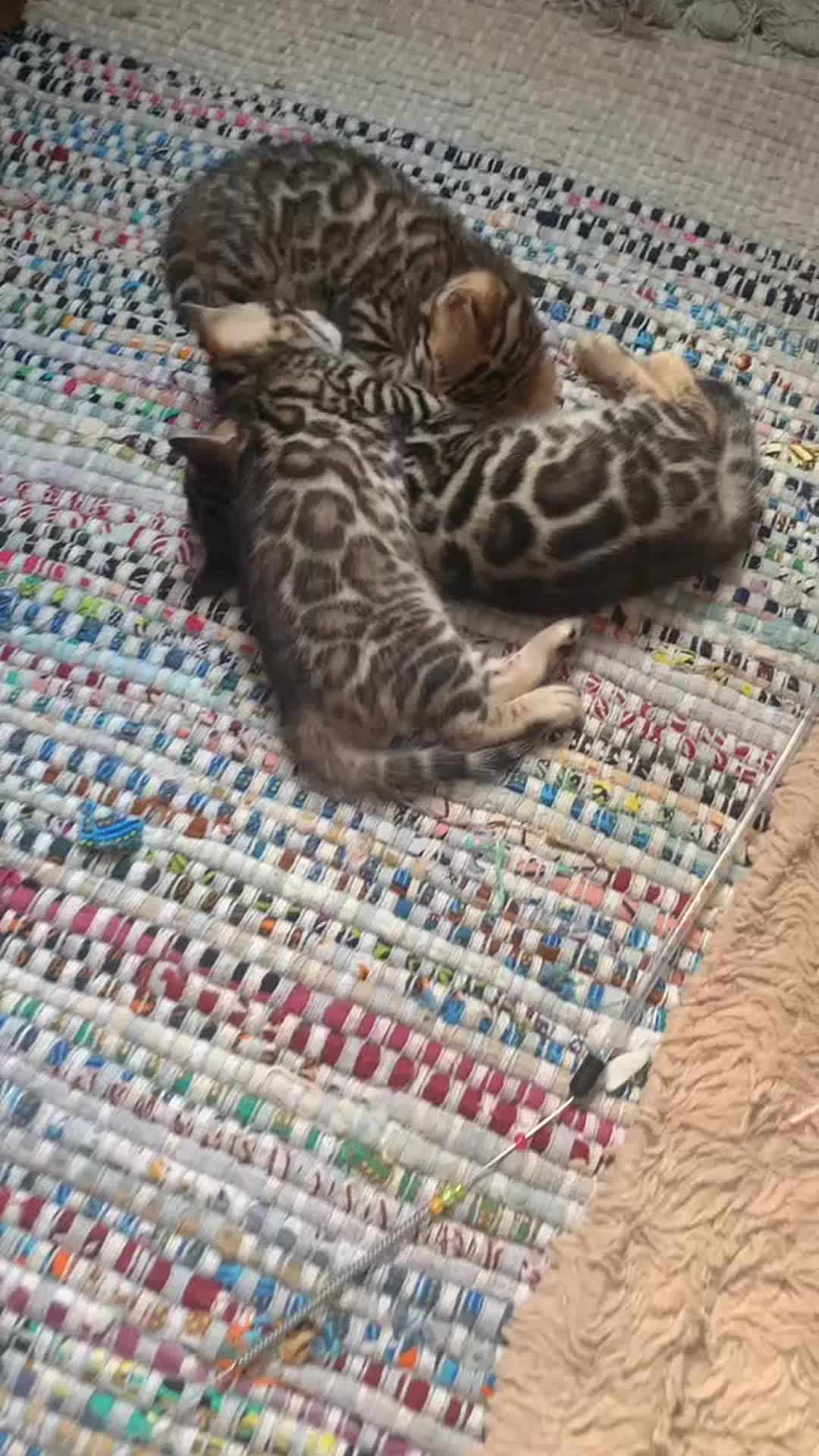 @Bengal Cats