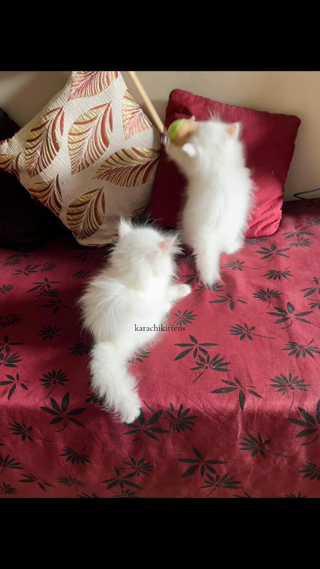 @karachikittens