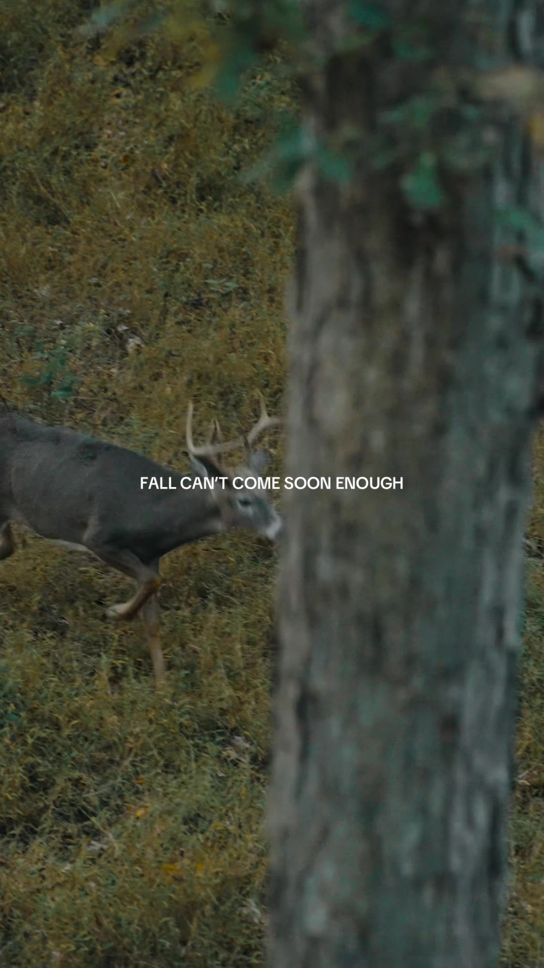 @Moultrie