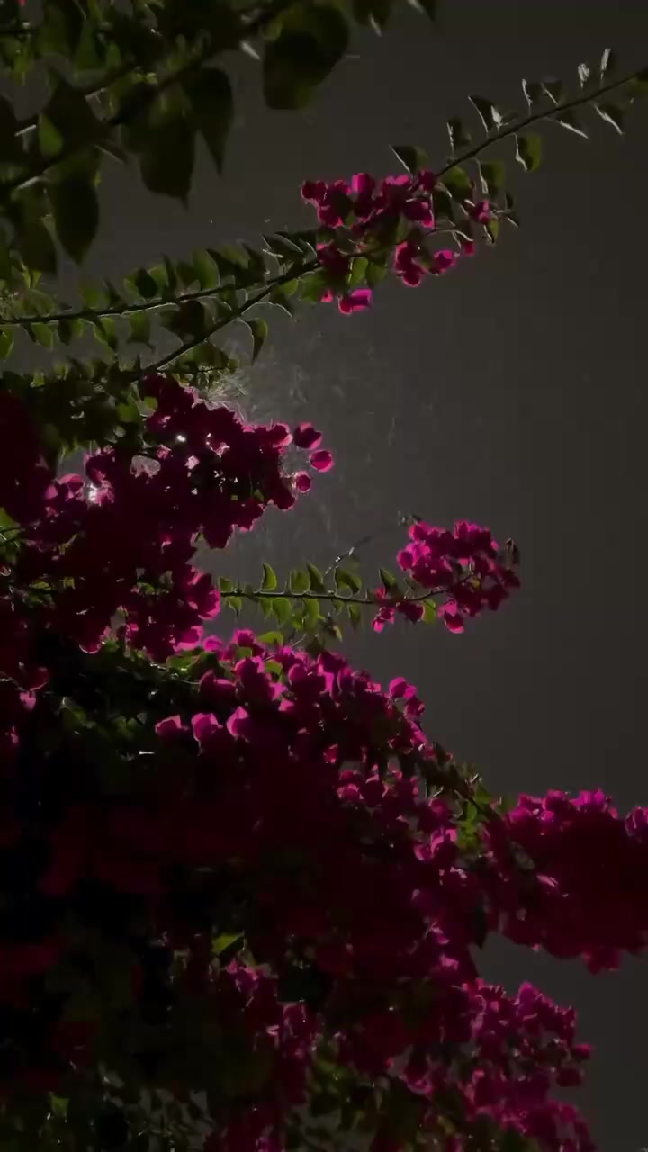 @𝐒ᡣ𐭩࣪⋆