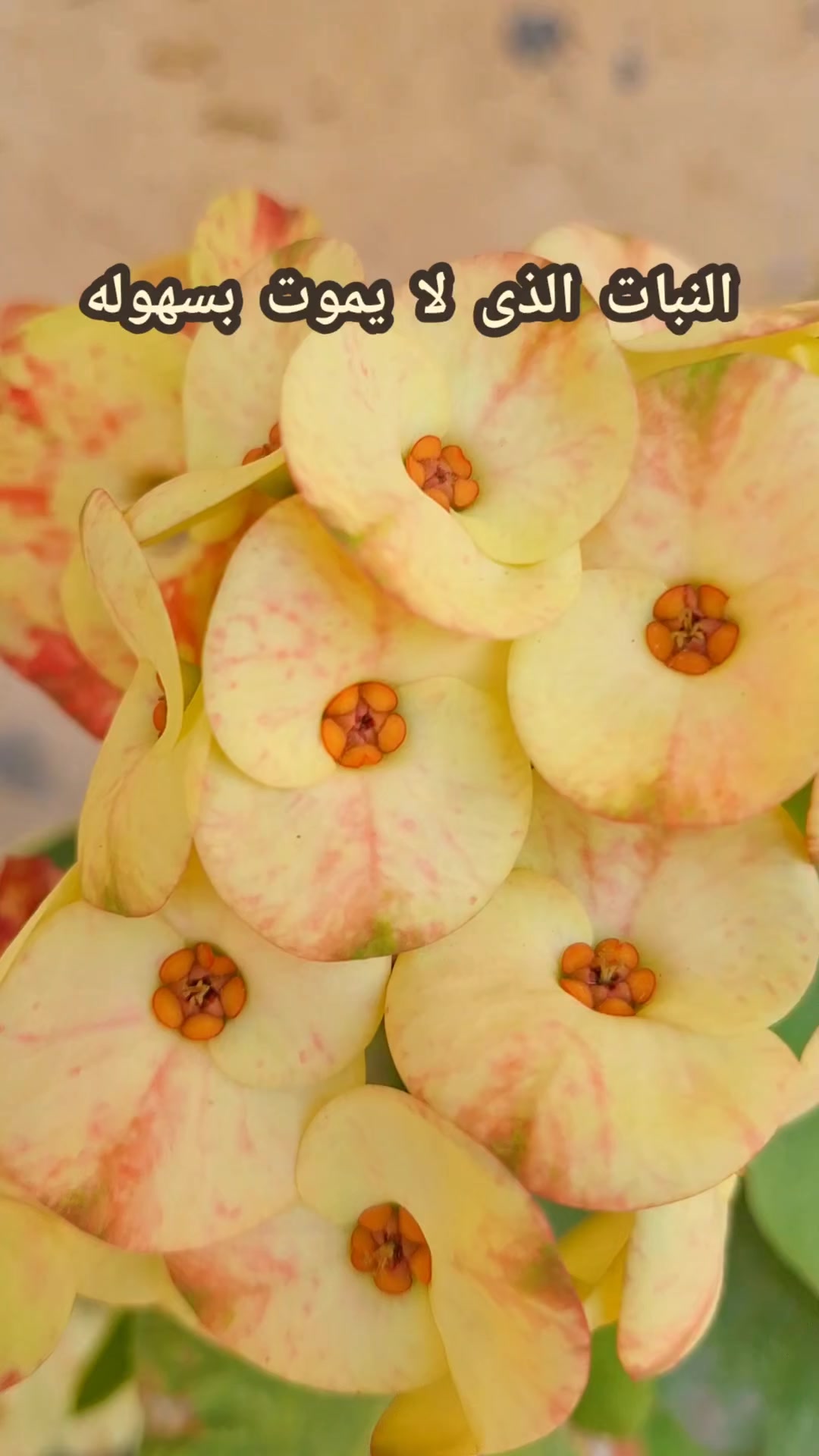 @جنتى