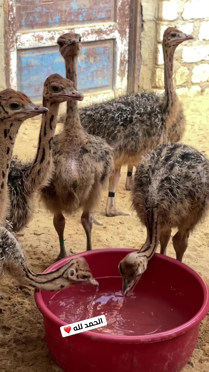 @نعامة 🦍