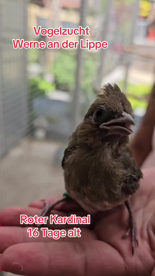 @Vogelzucht Werne an der Lippe