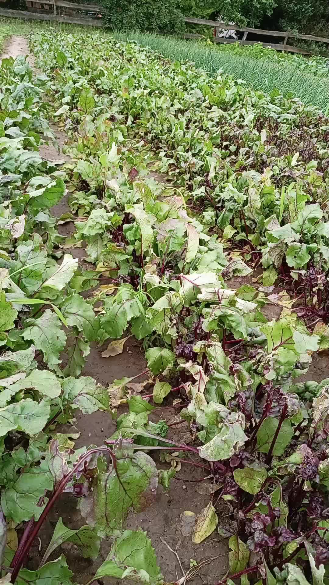 @FarmPmi