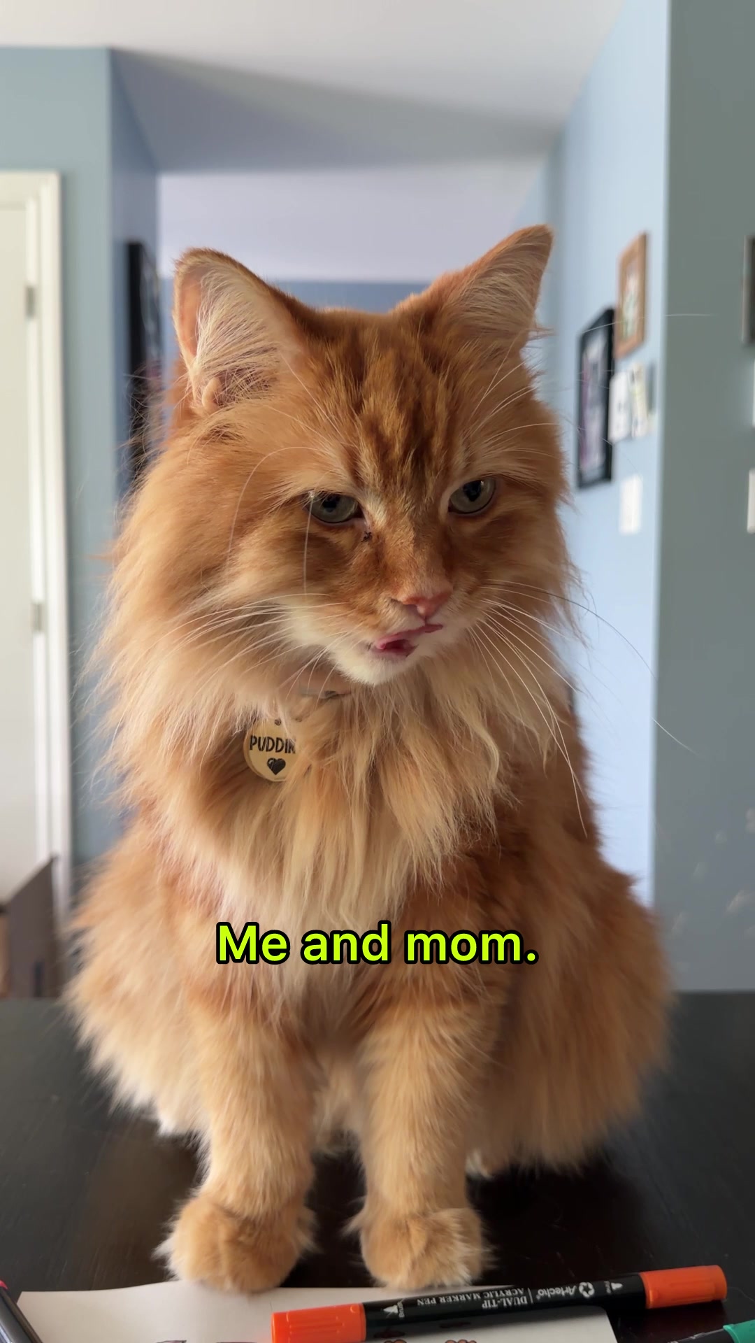 @The Oreo Cat