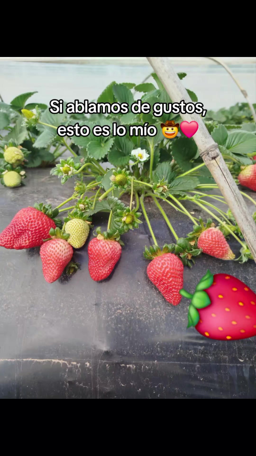 @Emy_Mary🇧🇴🇦🇷🐇🌿