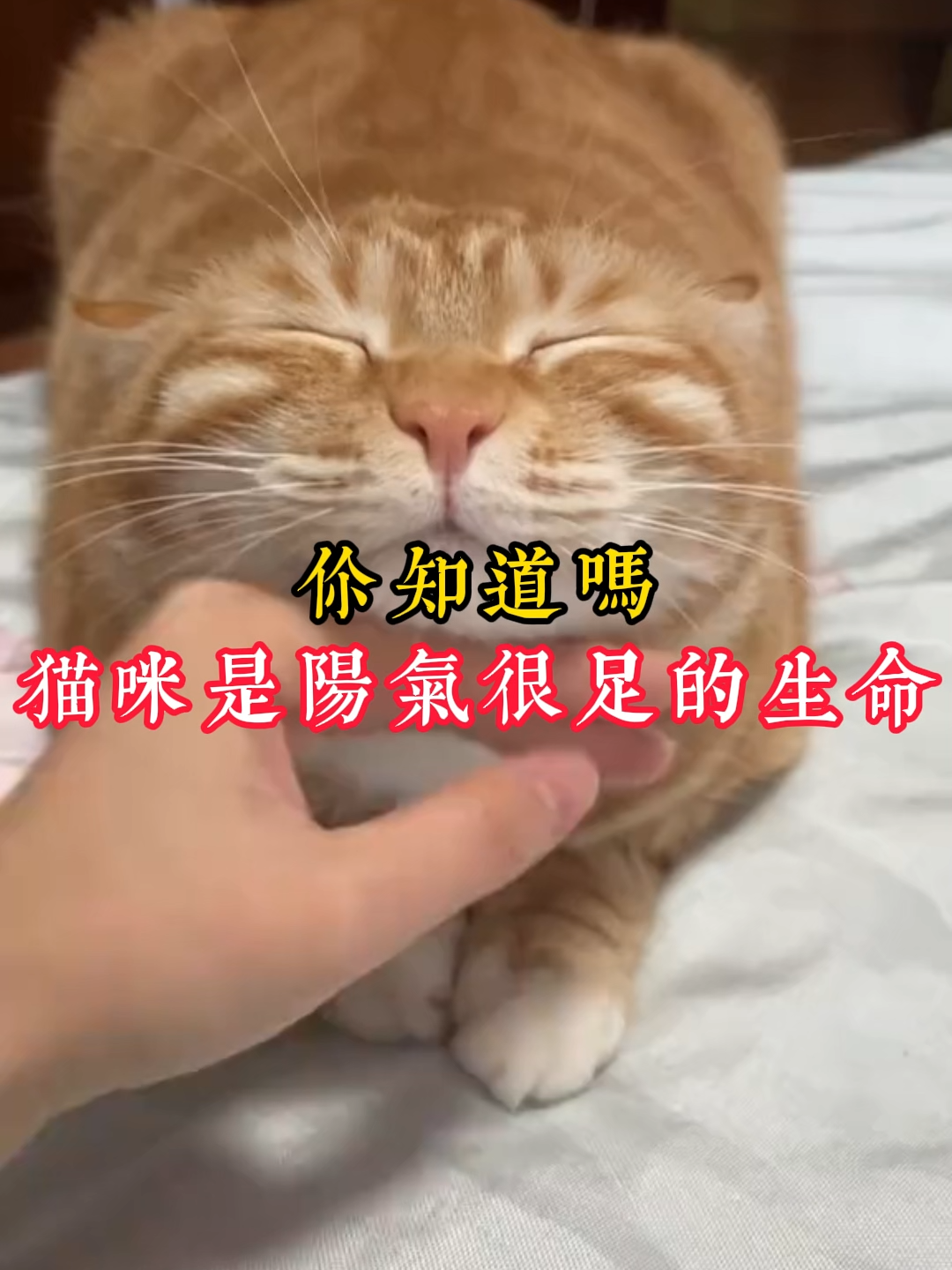 @catology