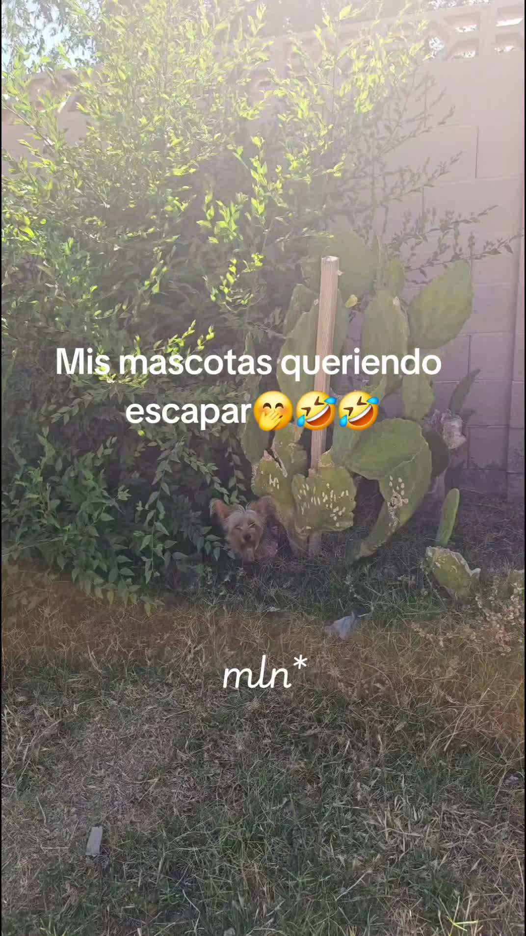@£va