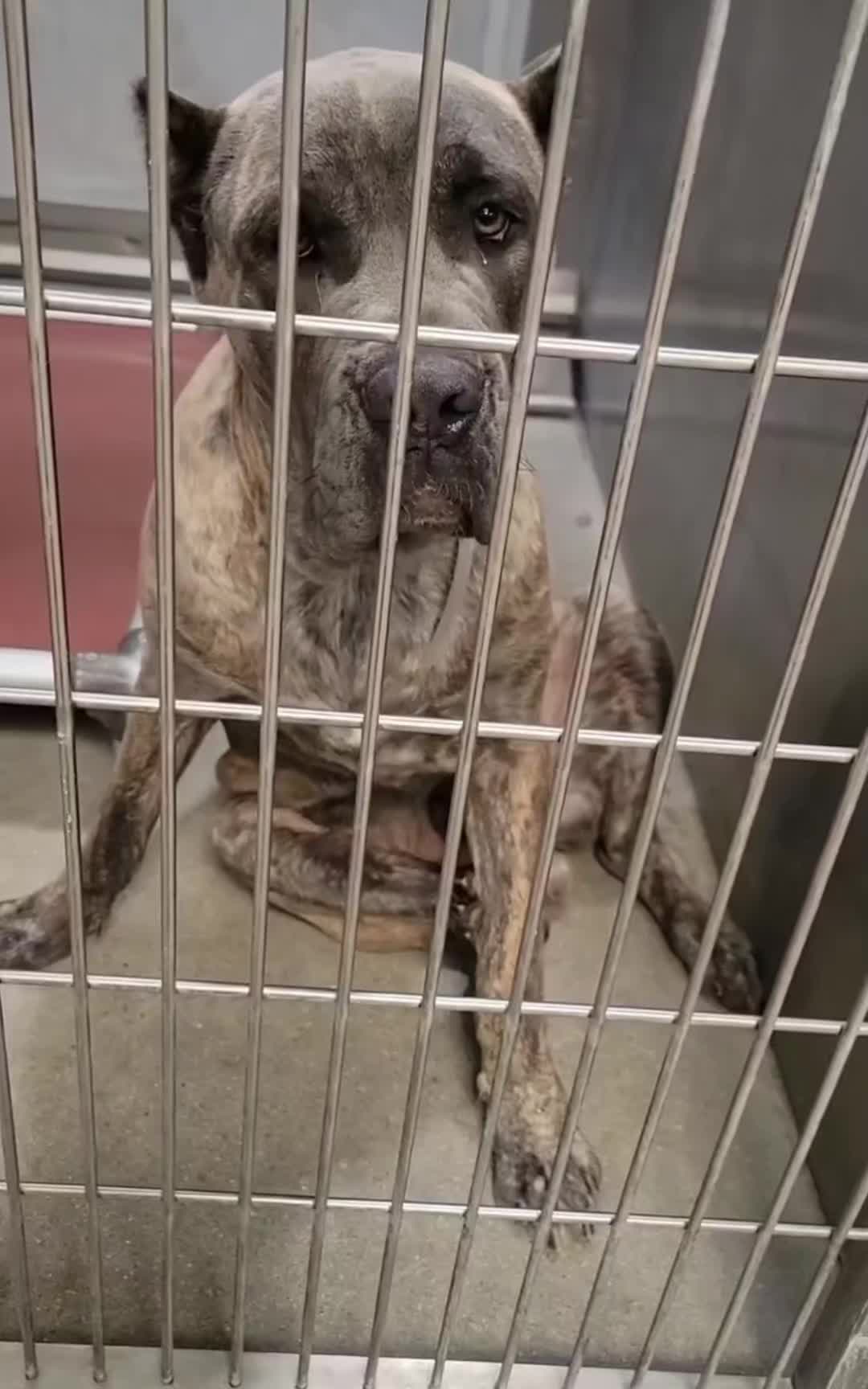 @Cane Corsos