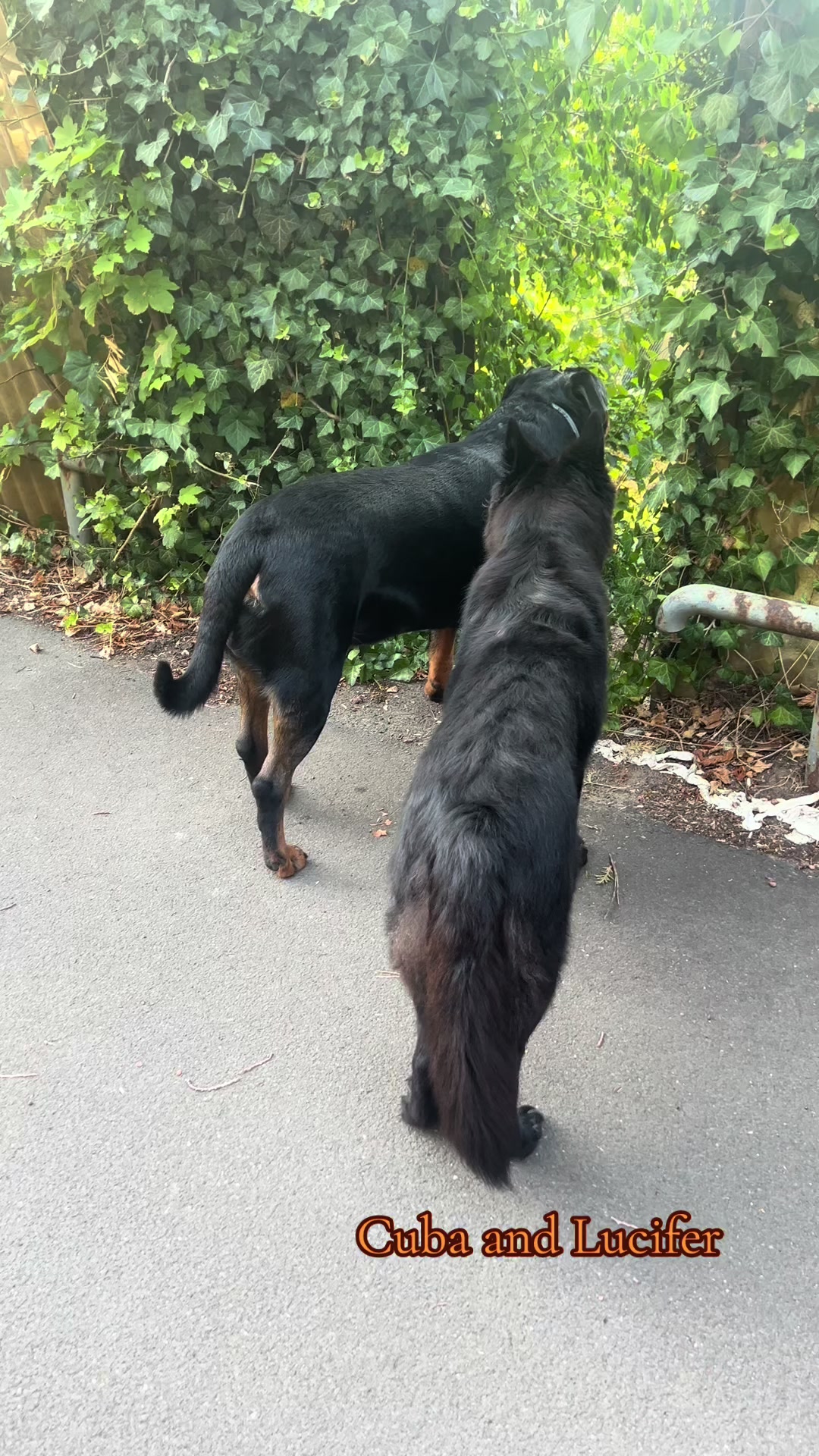 @Lucifer_Rottweiler
