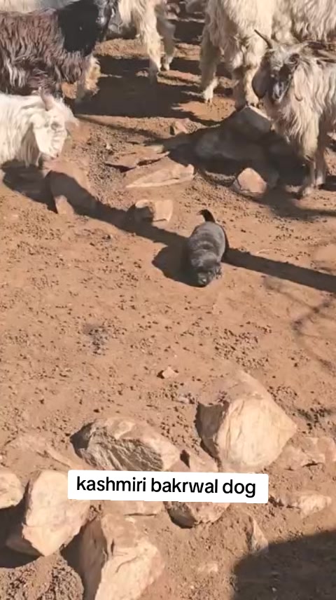 @Kashmiri_Bakrwal_Dog