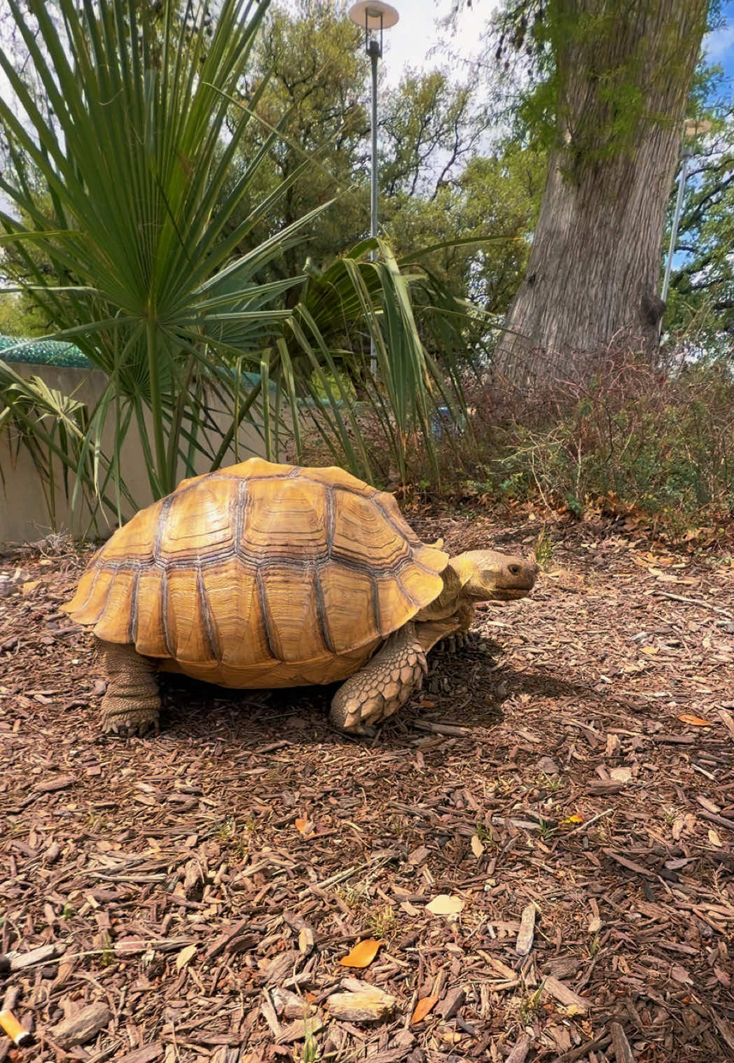 @OtisTheTortoise