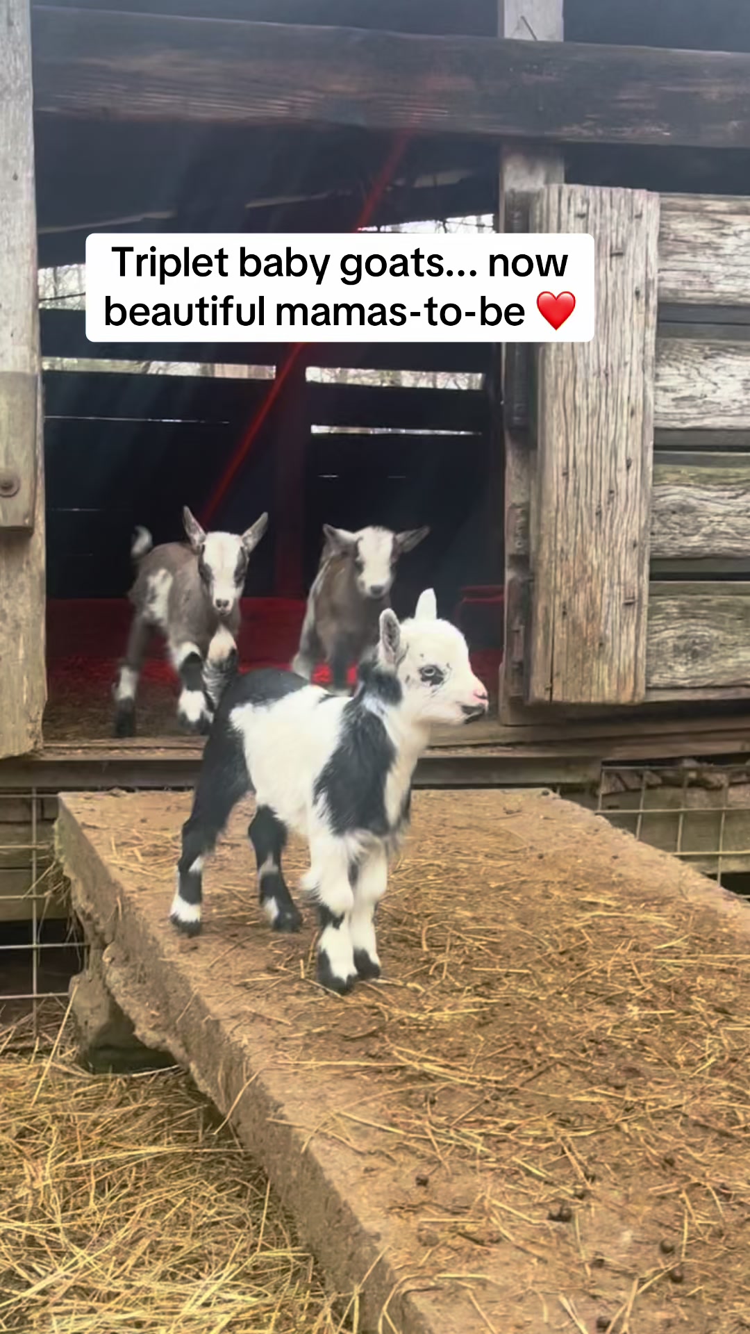 @Gray Acres Homestead