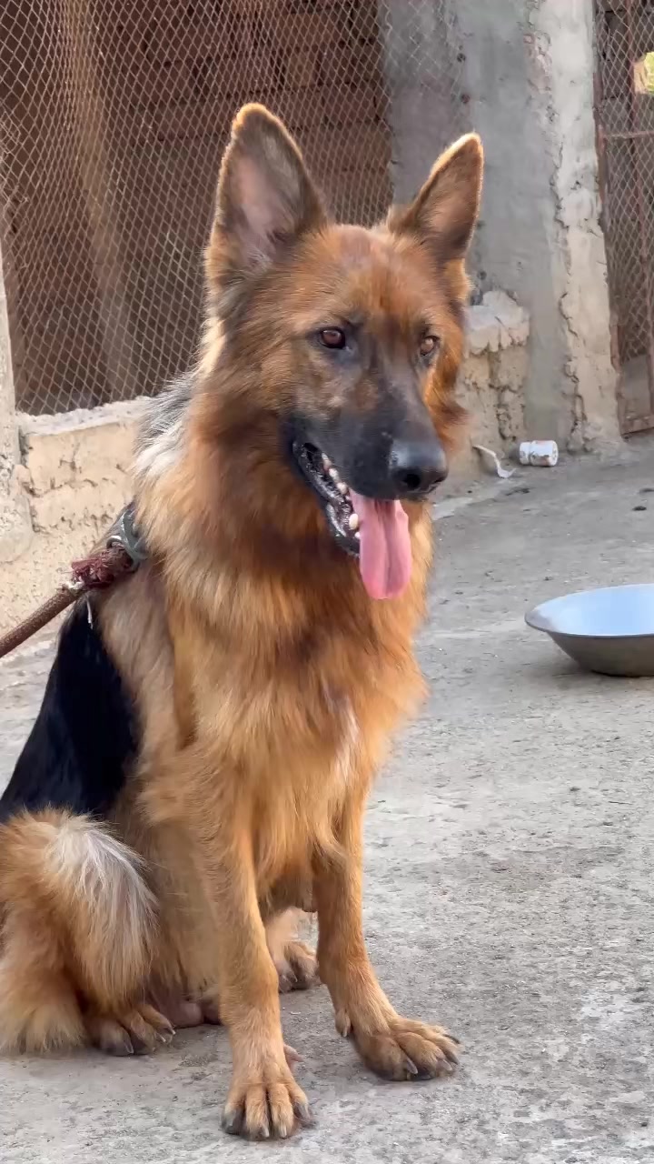 @PETS LOVER 🐕